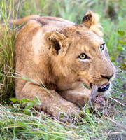 South Africa